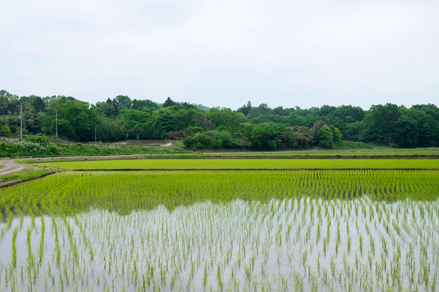 Rice_field